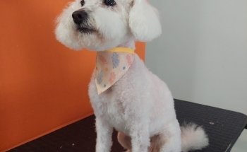 PET HOUSE Acuario, Grooming Y Accesorios