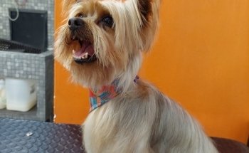 PET HOUSE Acuario, Grooming Y Accesorios