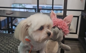 PET HOUSE Acuario, Grooming Y Accesorios