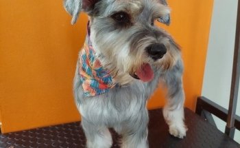 PET HOUSE Acuario, Grooming y Accesorios