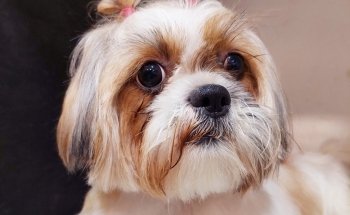 PET HOUSE Acuario, Grooming Y Accesorios