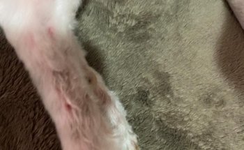 Estética y Veterinaria Canina El Sahueso