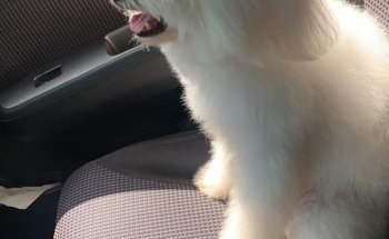 Estética y Veterinaria Canina El Sahueso