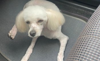 Estética y Veterinaria Canina El Sahueso