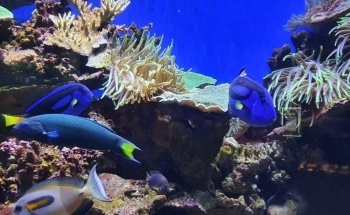 Solitary Islands Aquarium