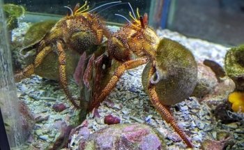 Solitary Islands Aquarium