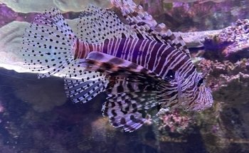 Solitary Islands Aquarium