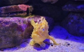 Solitary Islands Aquarium