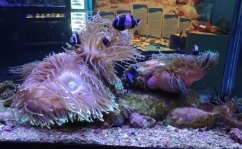 Solitary Islands Aquarium
