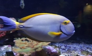 Solitary Islands Aquarium