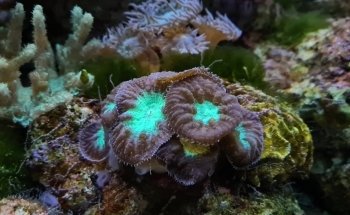 Solitary Islands Aquarium