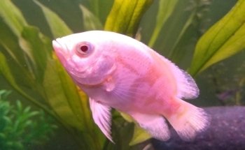 Acuario Oscar's