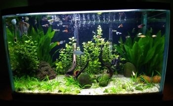 Acuario Oscar's