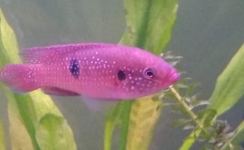 Acuario Oscar's