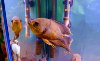 Acuario Oscar's