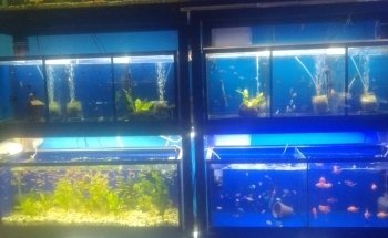 Acuario Oscar's