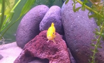 Acuario Oscar's