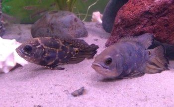 Acuario Oscar's