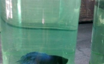 ACUARIO NEPTUNO