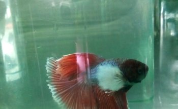 ACUARIO NEPTUNO