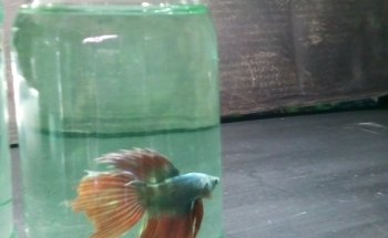 ACUARIO NEPTUNO