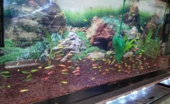 ACUARIO NEPTUNO
