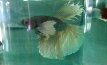ACUARIO NEPTUNO