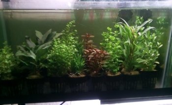 ACUARIO NEPTUNO