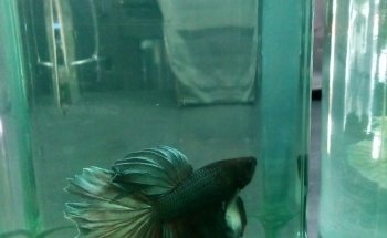 ACUARIO NEPTUNO