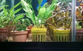 ACUARIO NEPTUNO