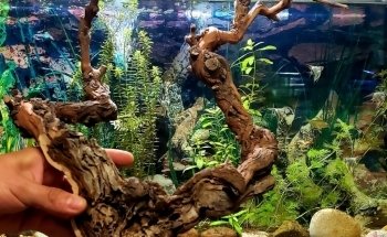 Aquarium Aquabet