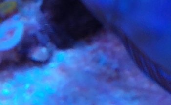 Acquarius