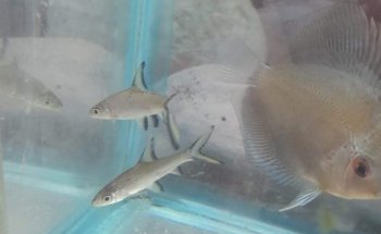Acquarius