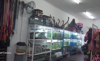 Acquarius