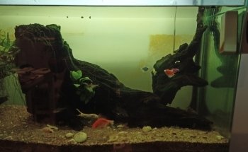 Acuario Aquatarkus
