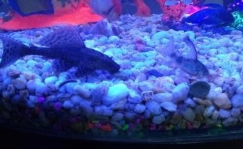 Acuario Aquatarkus