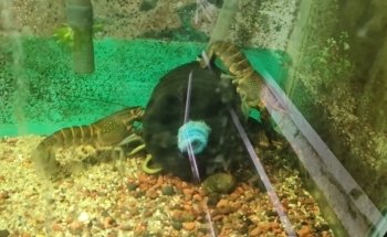 Acuario AMAZONAS