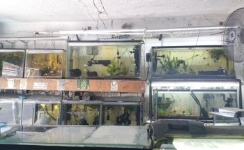 Acuario AMAZONAS