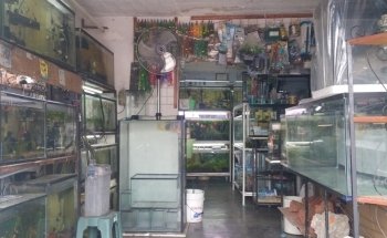 Acuario AMAZONAS