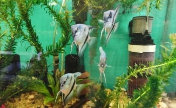 Acuario AMAZONAS
