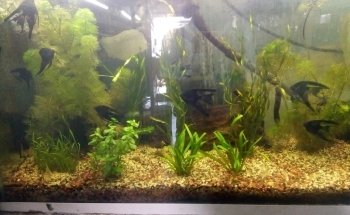 Acuario AMAZONAS