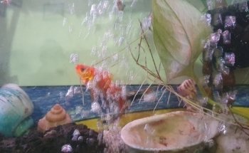 Acuario AMAZONAS
