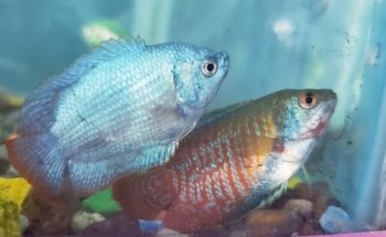 Acuario Arrecife