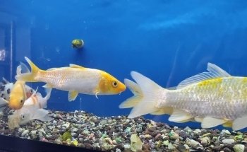 Acuario Arrecife