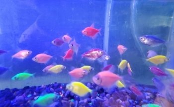 Acuario Arrecife