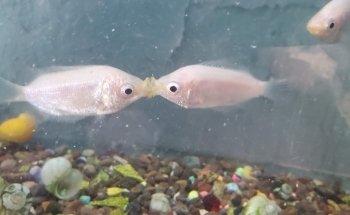 Acuario Arrecife