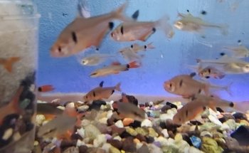 Acuario Arrecife