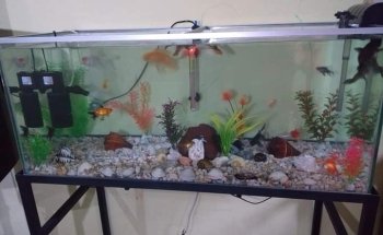 Acuario Arrecife