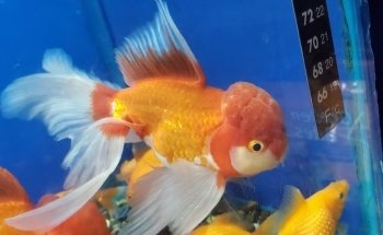 Acuario Arrecife
