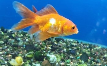 Reef Aquarium